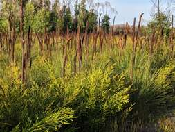 Image of Xanthorrhoea resinosa Pers.