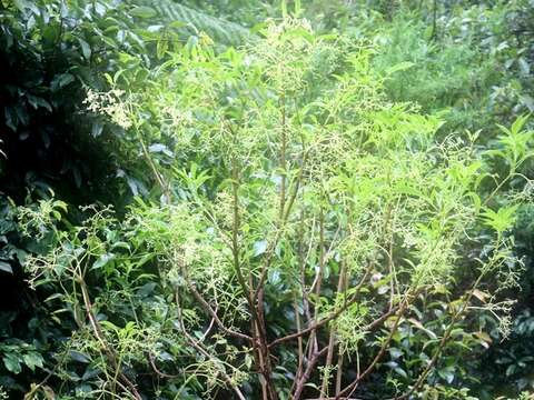 Sivun Sambucus australasica (Lindley) Fritsch kuva