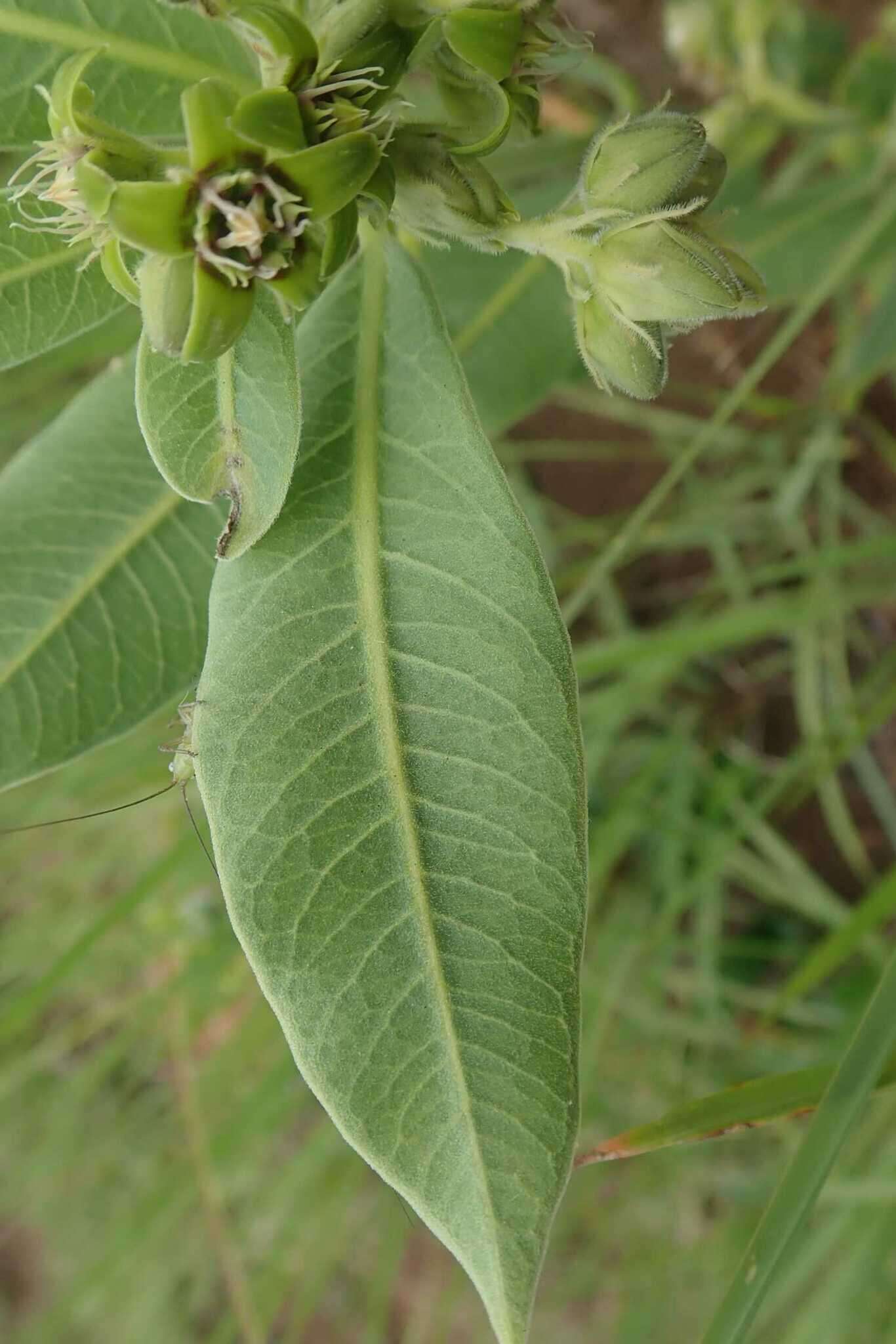 Image of Raphionacme galpinii Schltr.