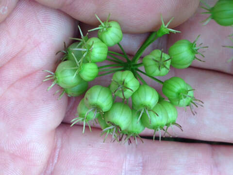 Image of wild sarsaparilla