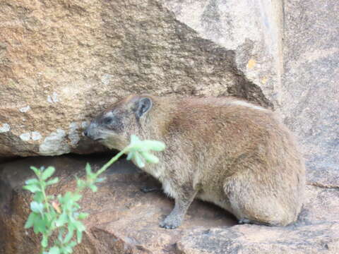 Image of Procavia capensis johnstoni Thomas 1894