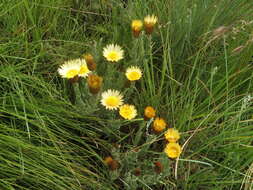 Слика од Helichrysum herbaceum (Andr.) Sw.