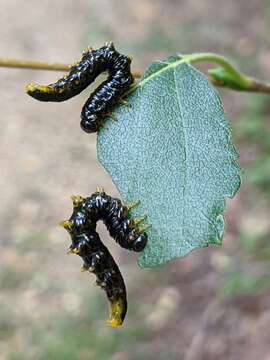 Image of <i>Nematus latipes</i>