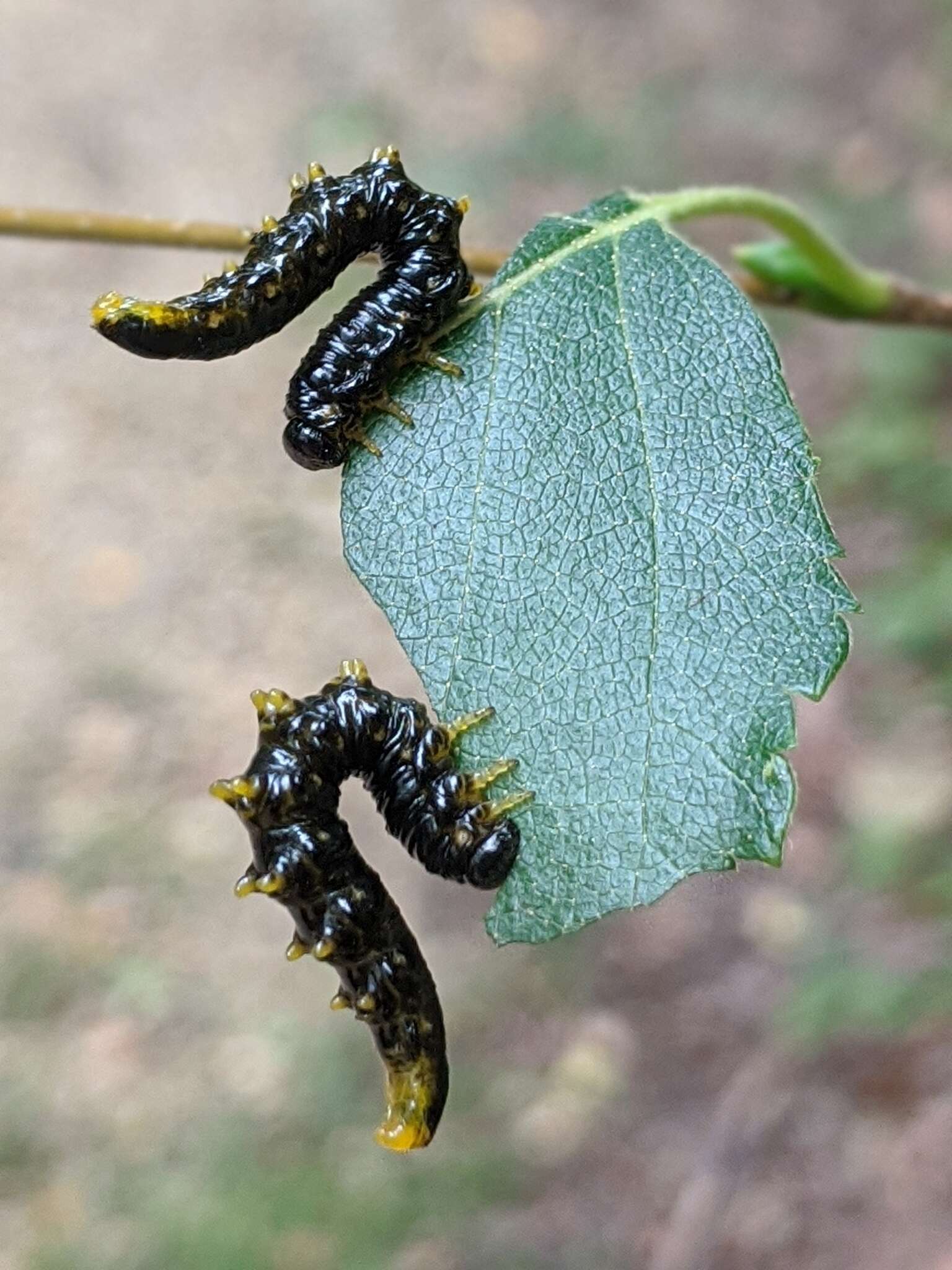 Imagem de <i>Nematus latipes</i>