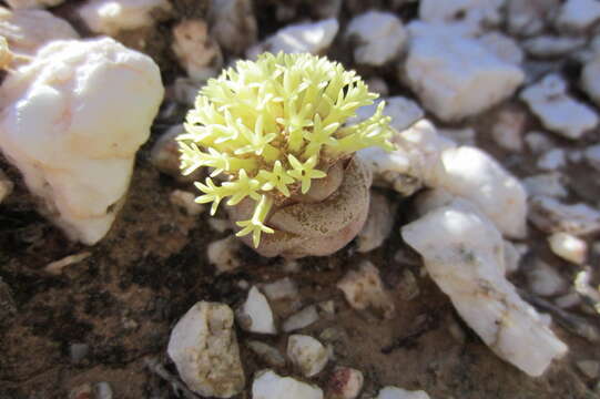 Image of Crassula columnaris subsp. columnaris