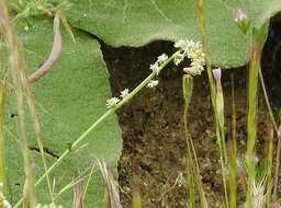 Image of Sesamoides purpurascens (L.) G. López González