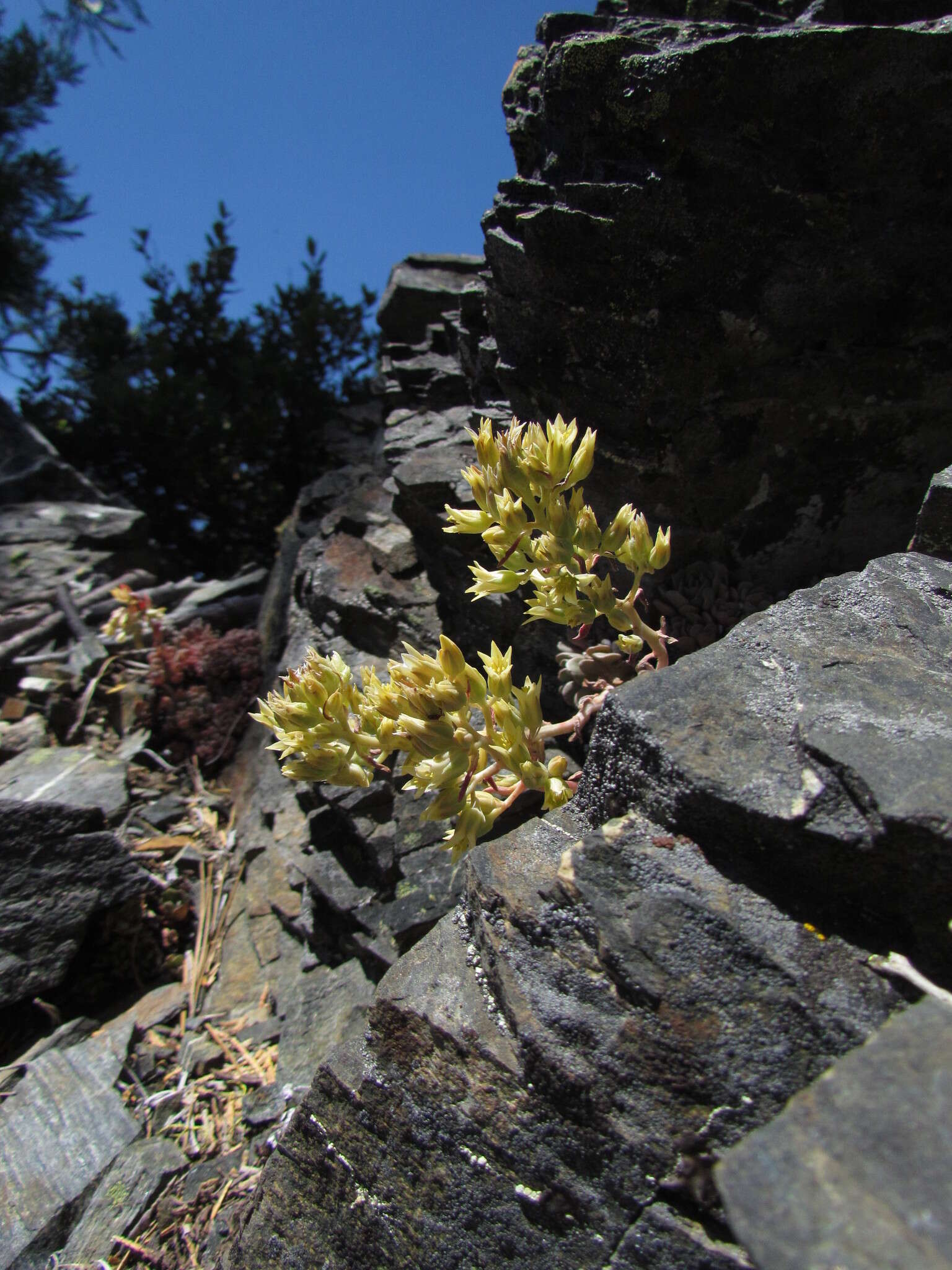 Sivun Sedum paradisum subsp. paradisum kuva