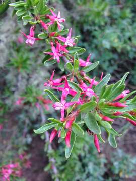 Image of Fuchsia lycioides Andr.