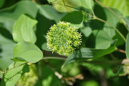 Image of Blue Ridge carrionflower