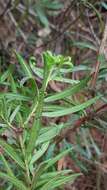 Image of Podocarpus spinulosus (Sm.) R. Br. ex Mirb.