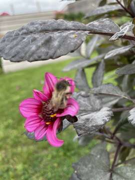 Image of <i>Bombus pascuorum mniorum</i> Fabricius 1776