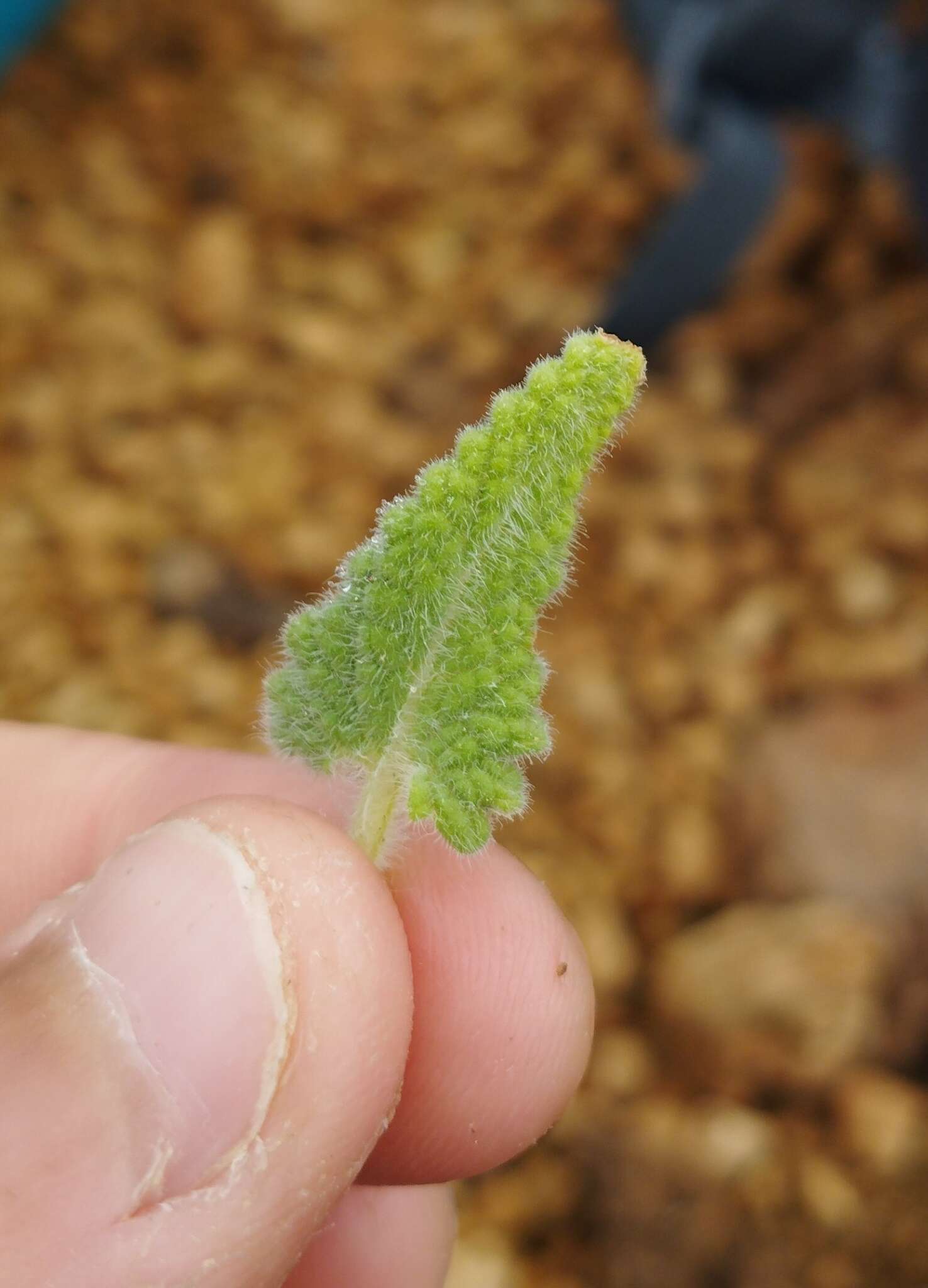 Image of Nepeta teydea Webb & Berthel.