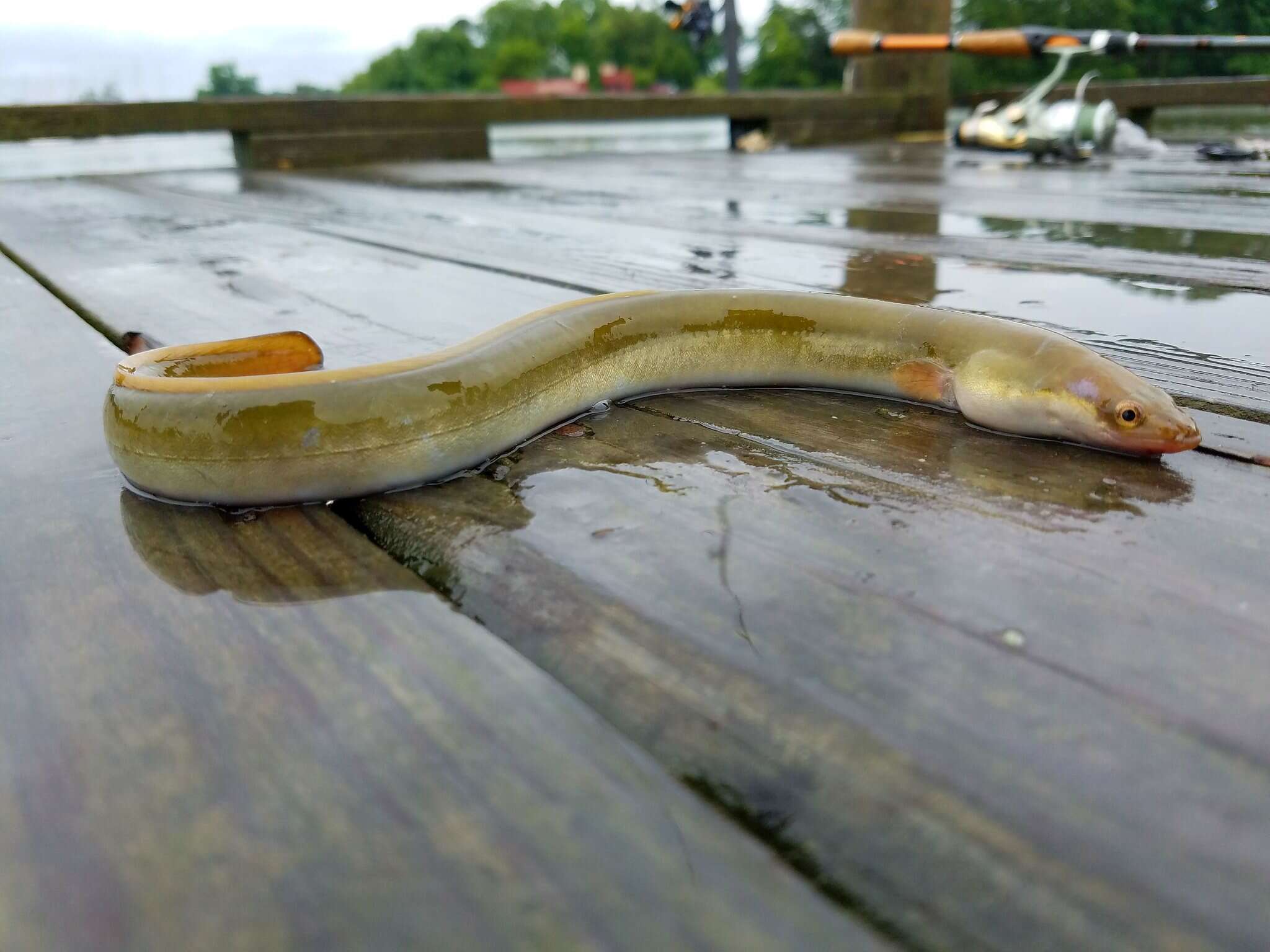 Image of freshwater eels