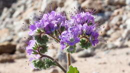 Phacelia crenulata var. ambigua (M. E. Jones) J. F. Macbr.的圖片