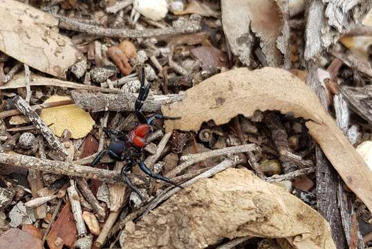 Image of Mouse spider