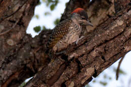 Image of Golden-tailed Woodpecker