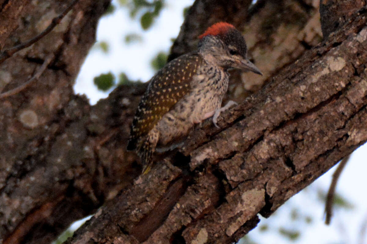 Image of Golden-tailed Woodpecker