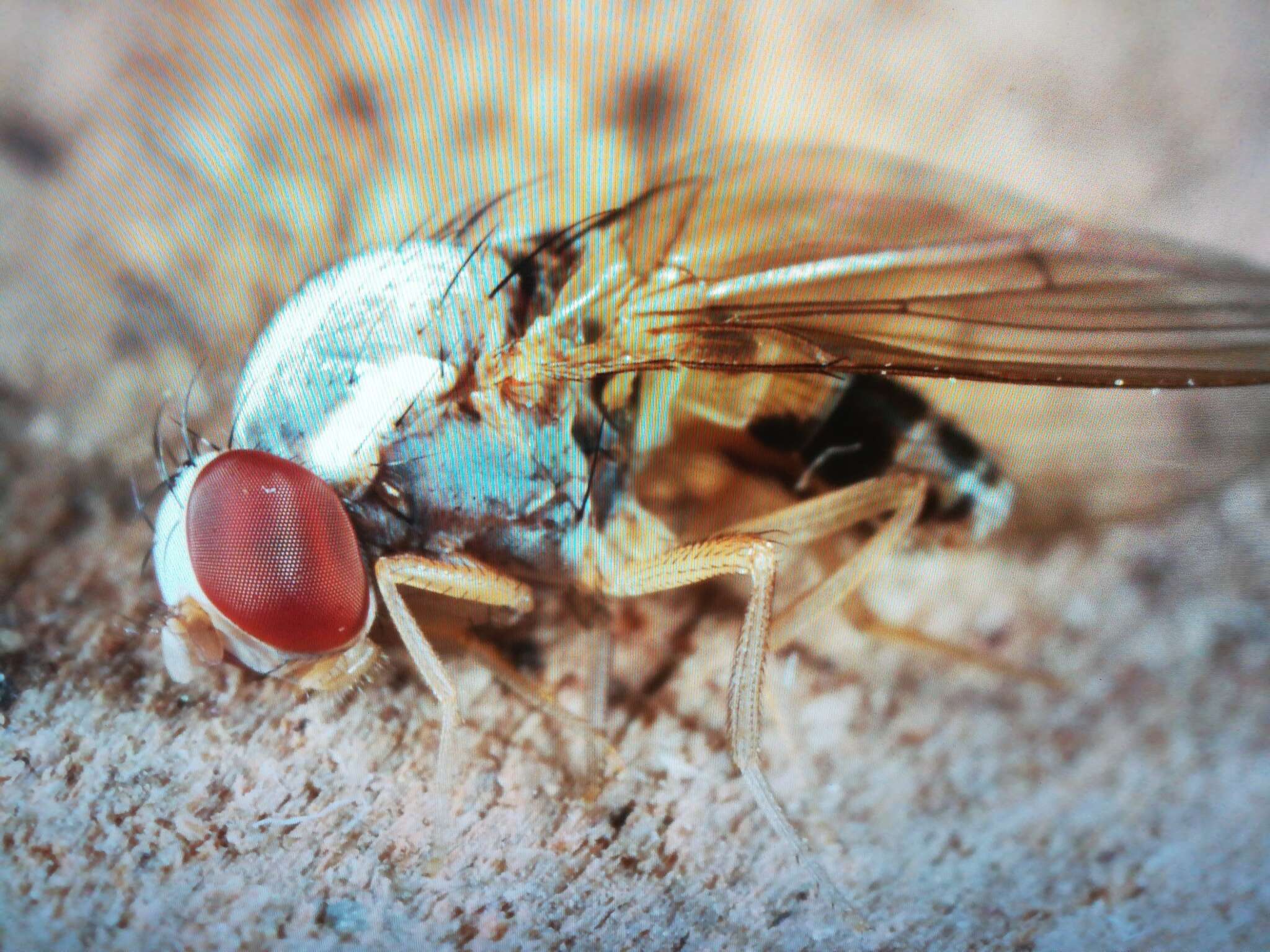 Image of Leucophenga maculata (Dufour 1839)