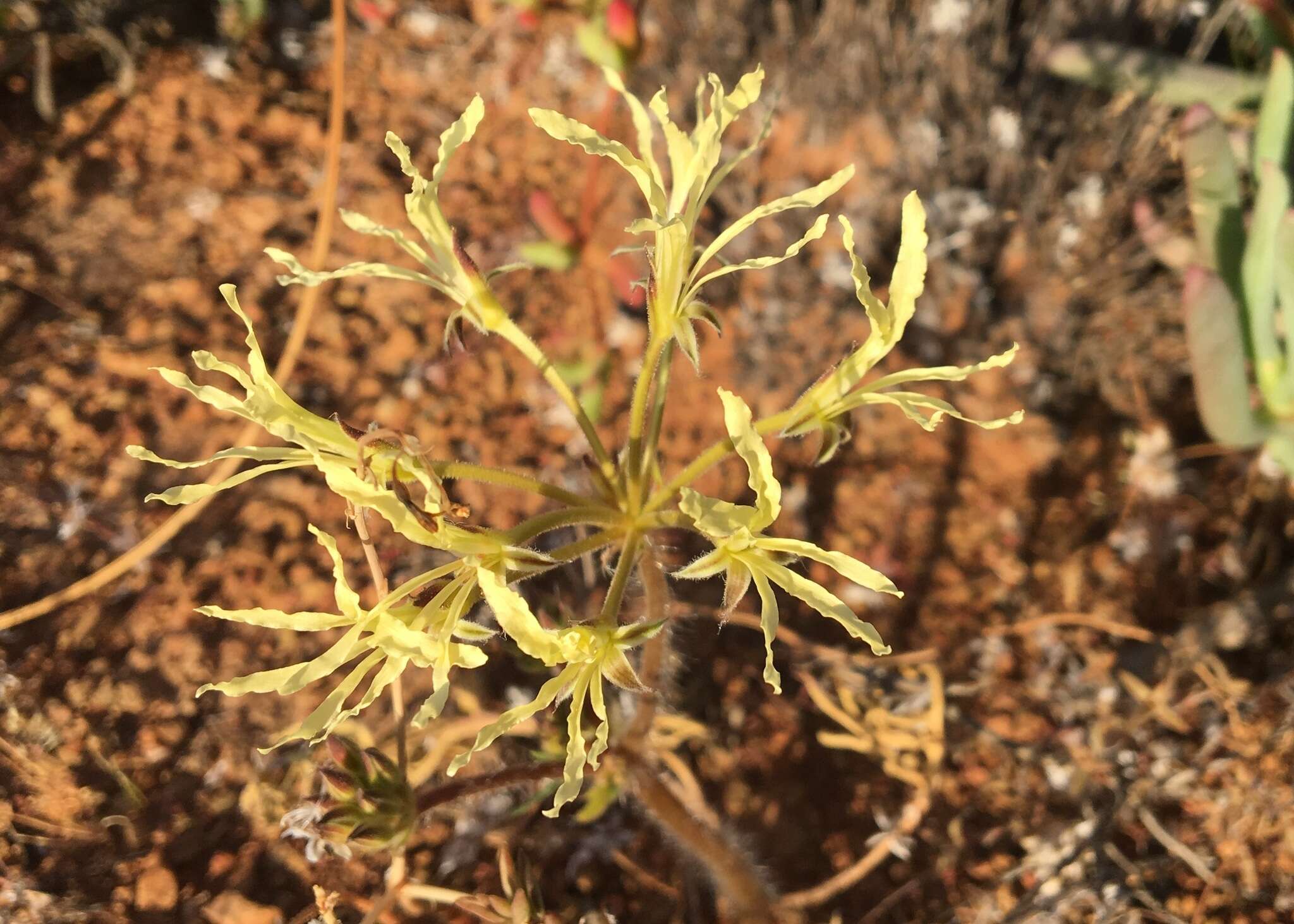 Image of Pelargonium undulatum (Andr.) Harv.