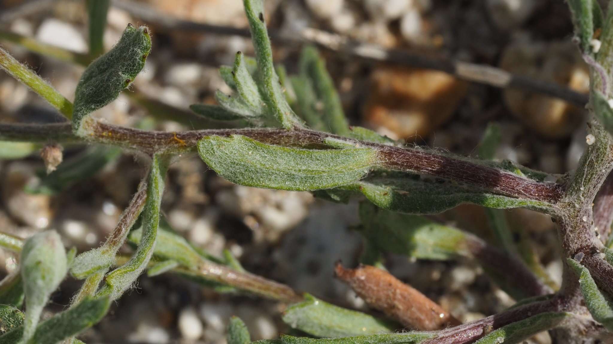 Image de Eriophyllum ambiguum var. paleaceum (Brandeg.) Ferris