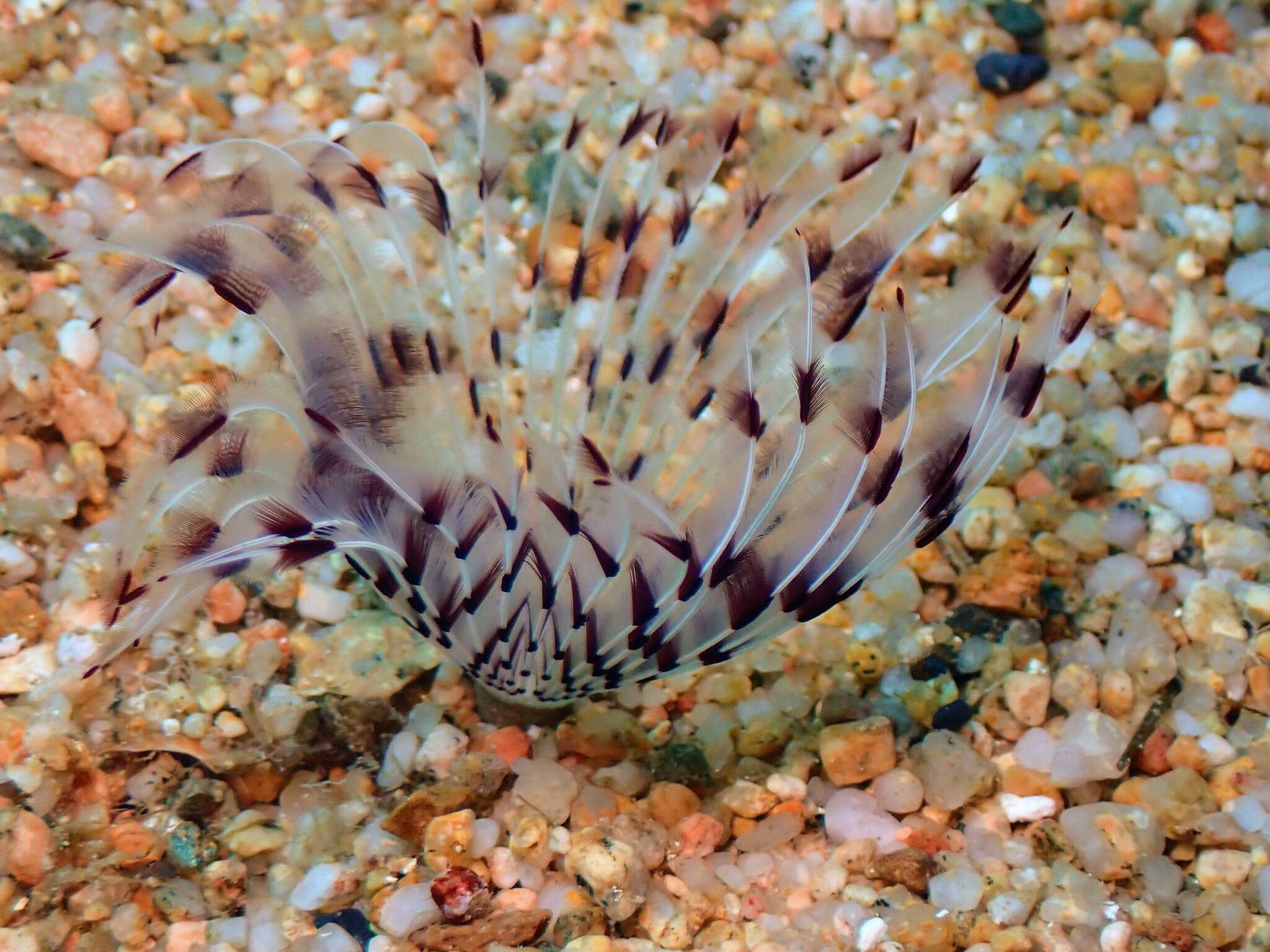 Image of Peacock worm