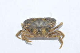 Image of Atlantic mud crab