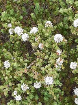 Sivun Darwinia diosmoides (DC.) Benth. kuva