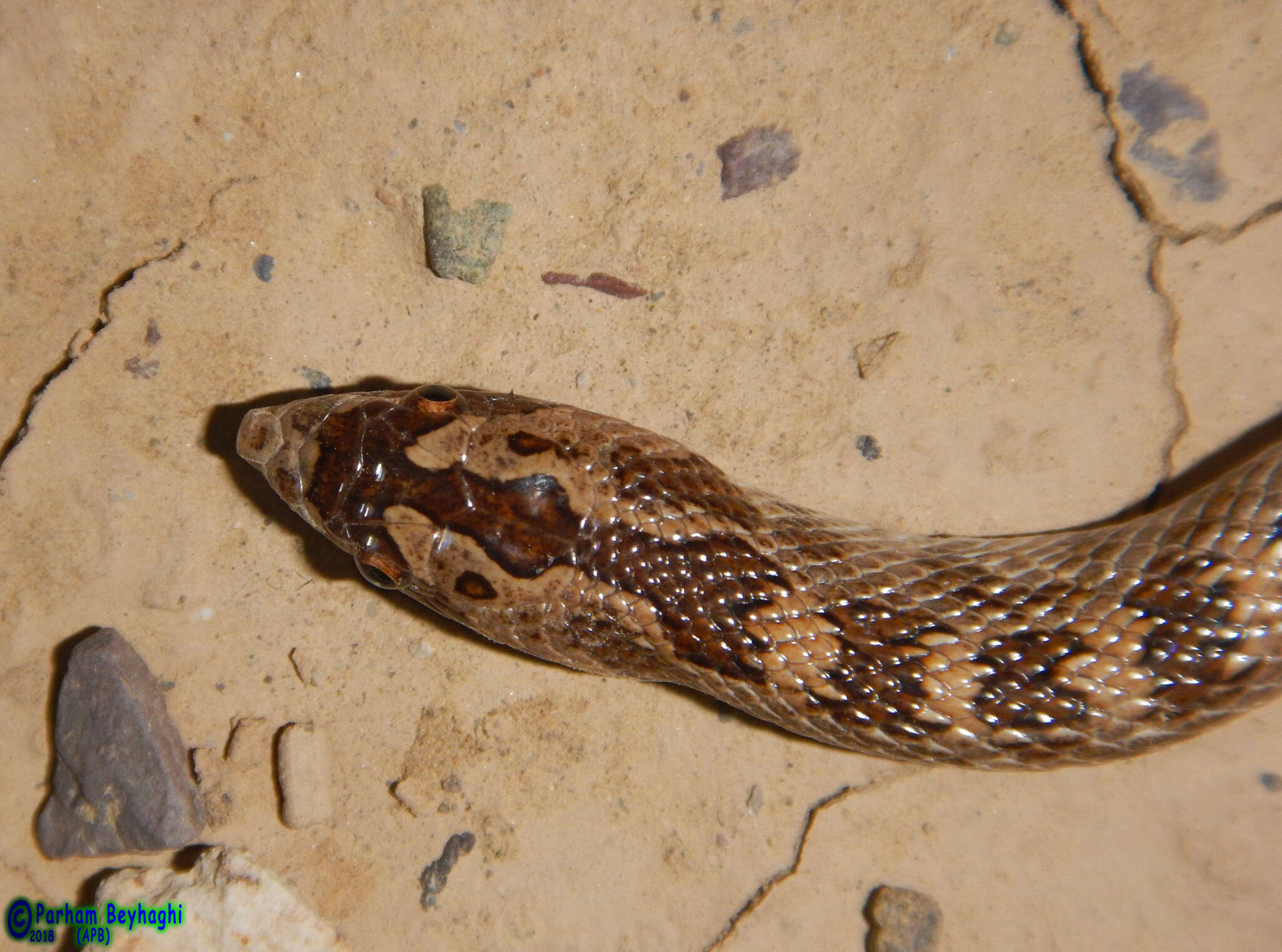 Image of Derafshi Snake