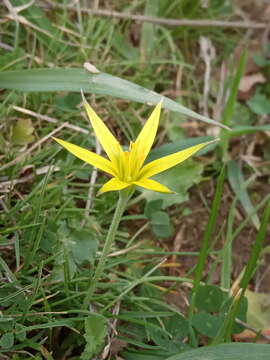 Image of Gagea reticulata (Pall.) Schult. & Schult. fil.