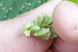 Image of Fallopia scandens var. cristatum (Engelm. & Gray) Gleason