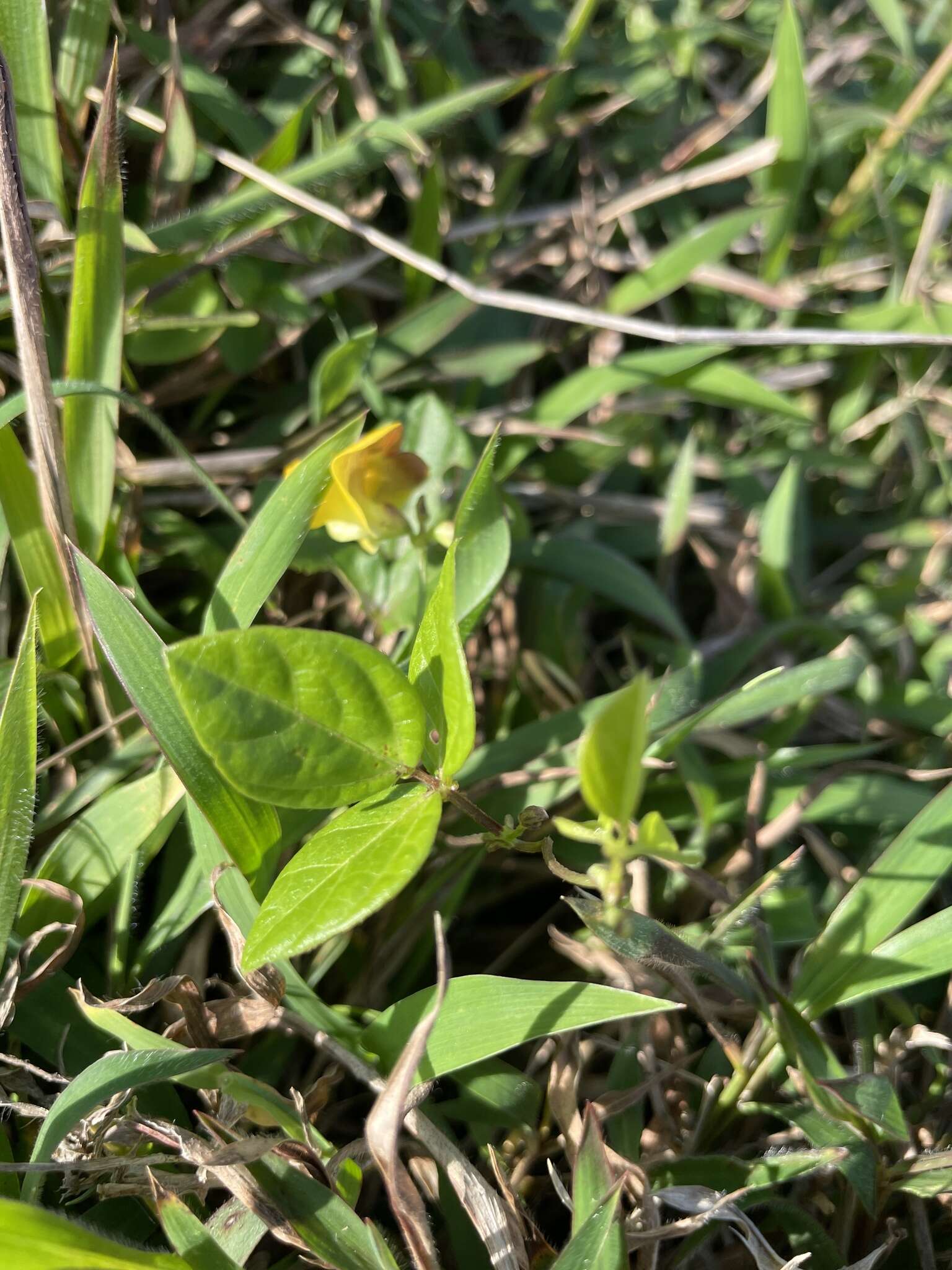 Image of cowpea