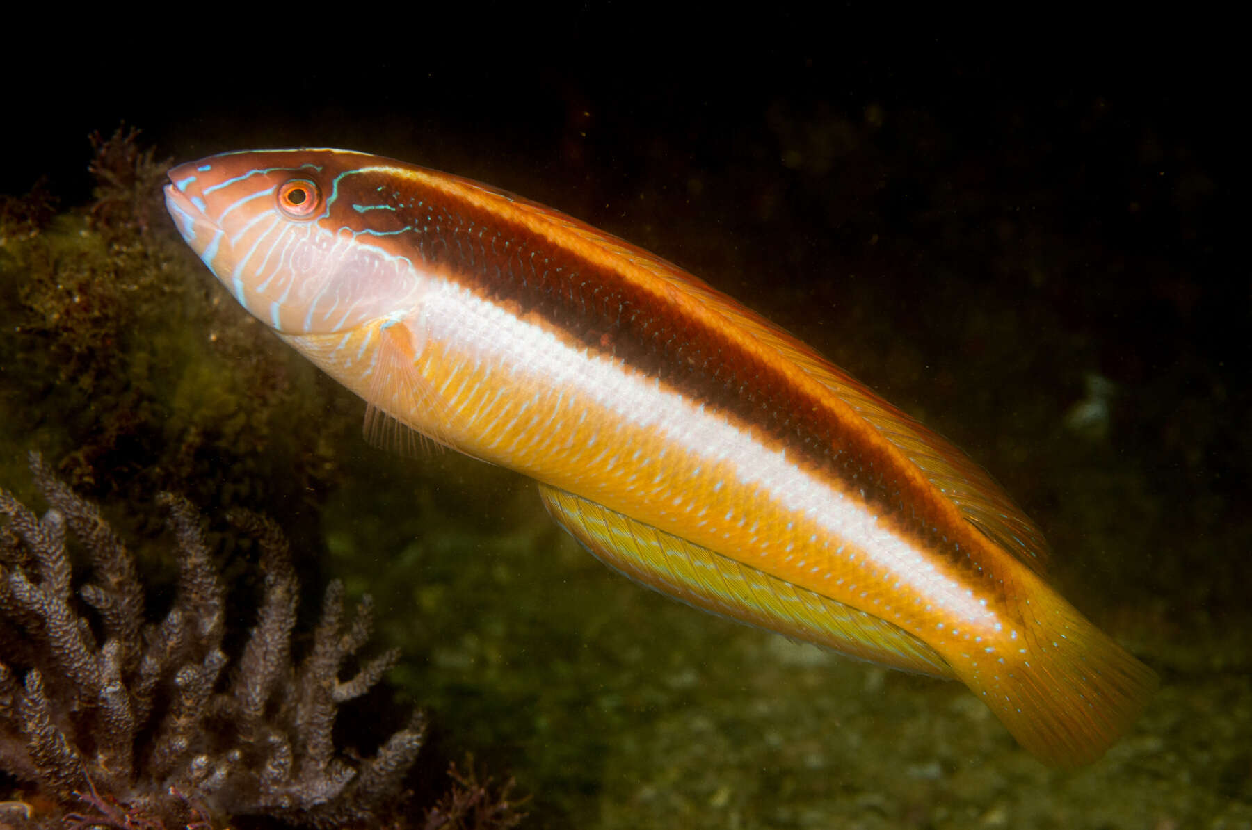 Image of Australian maori-wrasse