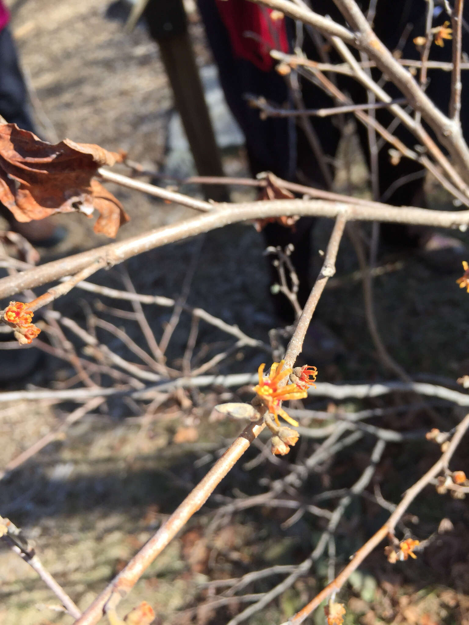 Image of Ozark Witch-Hazel