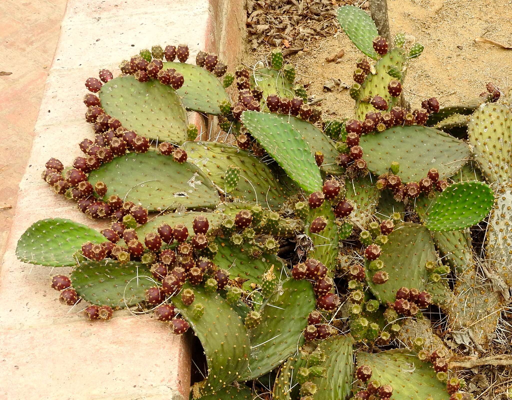 Image of Opuntia decumbens Salm-Dyck