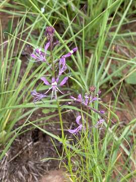 Image of Sieruela maculata (Sond.) Roalson & J. C. Hall