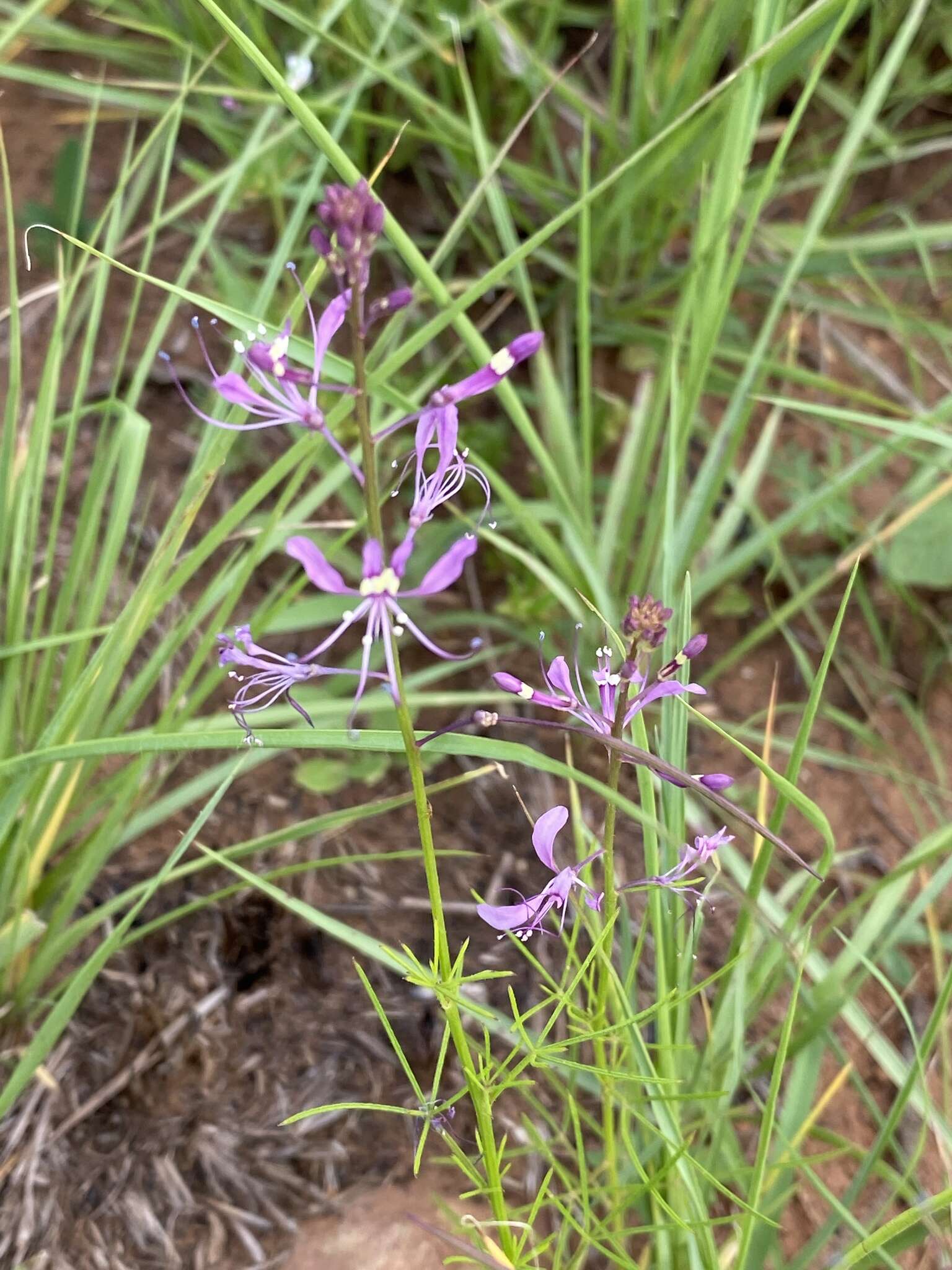 Слика од Sieruela maculata (Sond.) Roalson & J. C. Hall