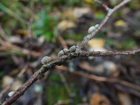 Image of Hohenbuehelia cyphelliformis (Berk.) O. K. Mill. 1986