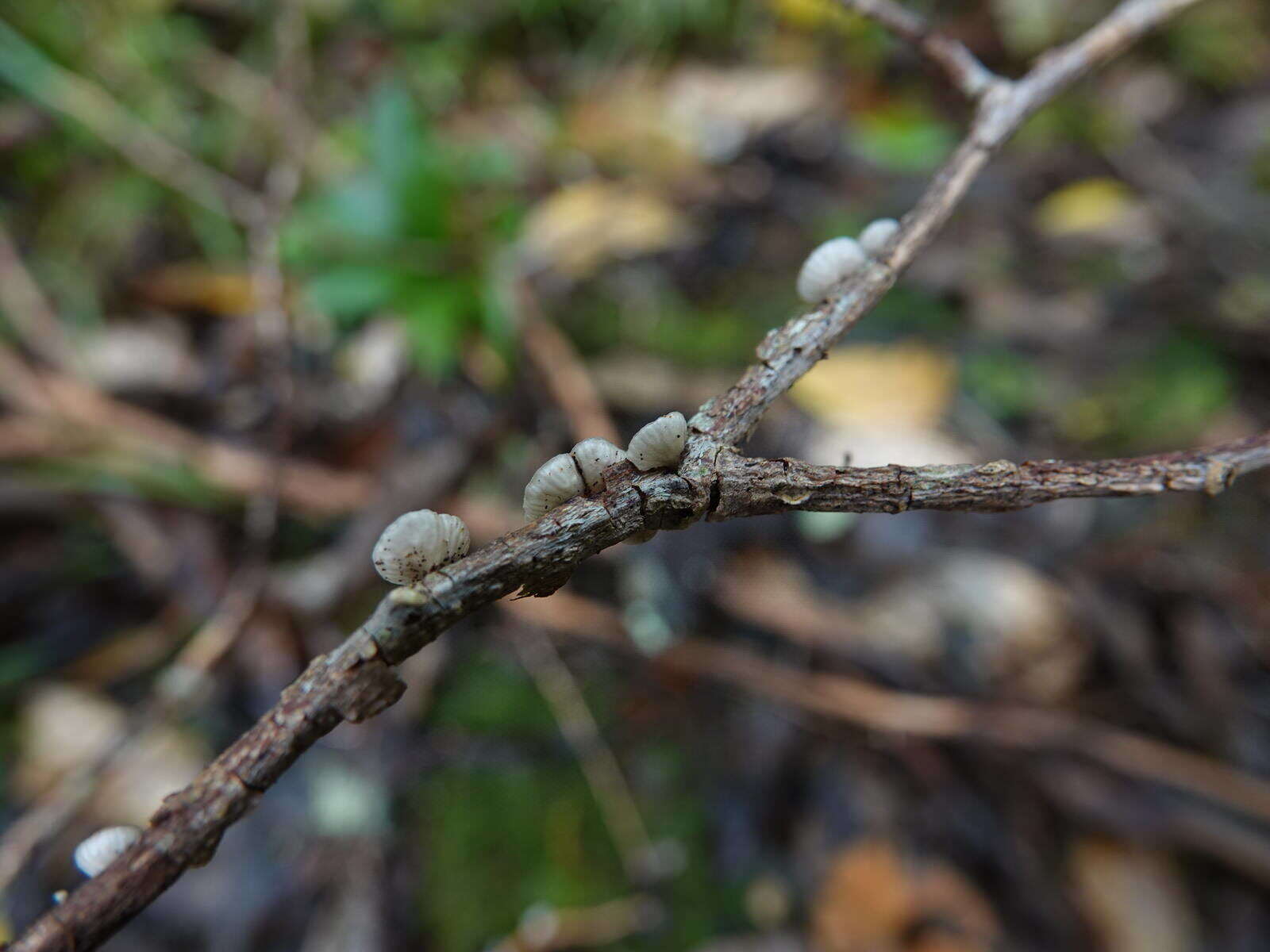 Hohenbuehelia cyphelliformis (Berk.) O. K. Mill. 1986 resmi