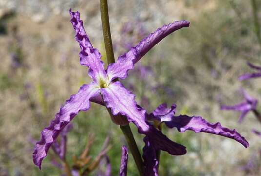 Image of Matthiola maroccana Coss.