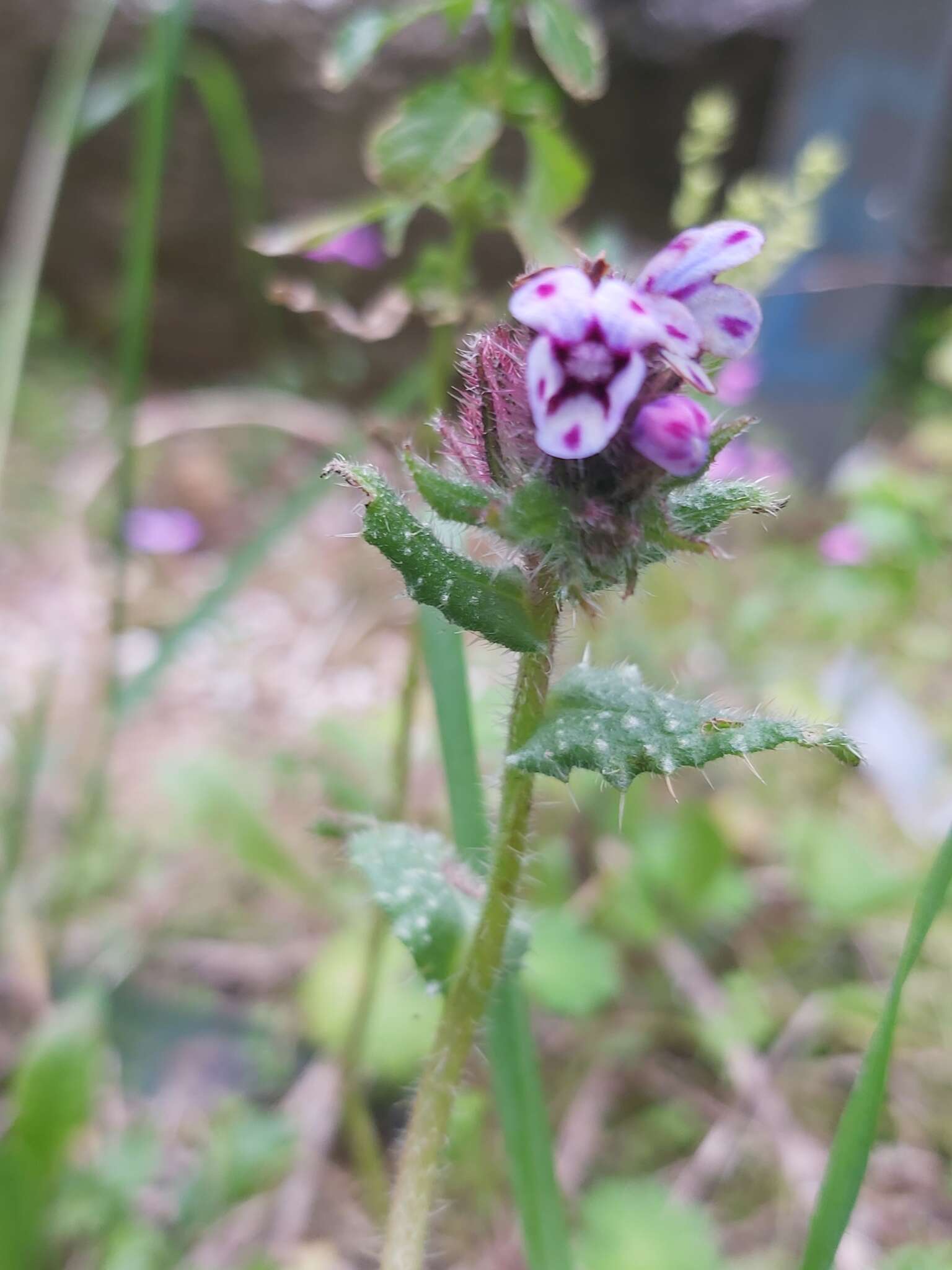 Image de Anchusella variegata (L.) M. Bigazzi, E. Nardi & F. Selvi