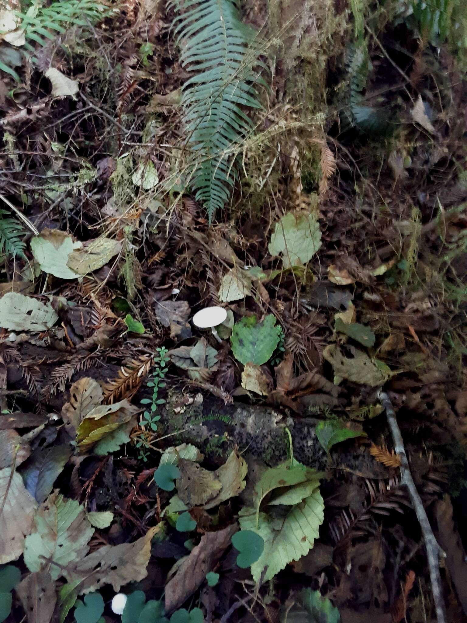 Image of Lepiota sequoiarum Murrill 1912