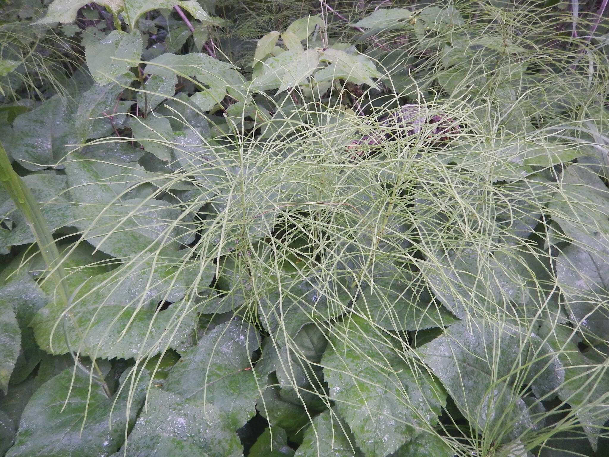 Image of field horsetail