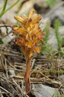 Orobanche gigantea (Beck) Gontsch.的圖片