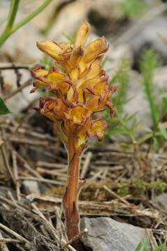 Imagem de Orobanche gigantea (Beck) Gontsch.