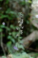 Image of Epipactis condensata Boiss. ex D. P. Young