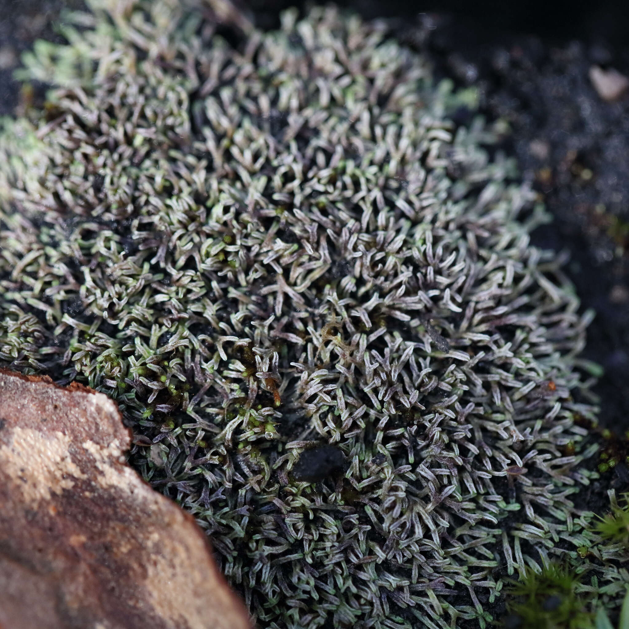 Image of Riccia multifida (Steph.) Steph.