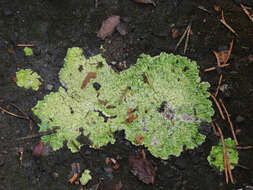 Image of cap lichen