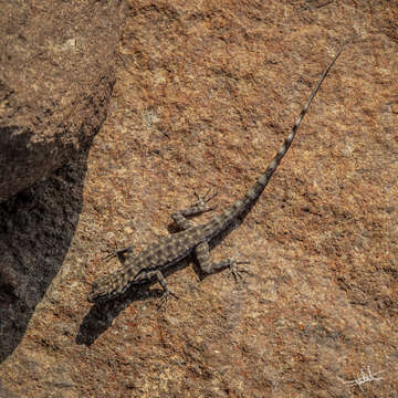 Image of Oman Rock Gecko