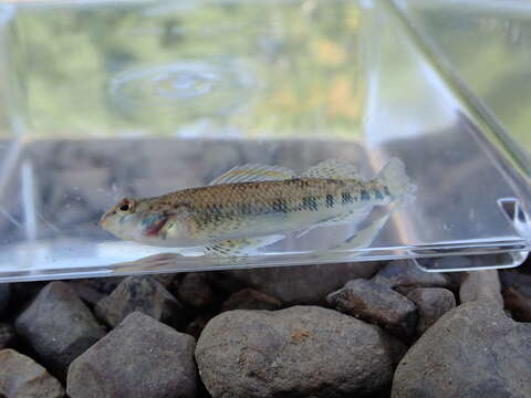 Image of Spangled darter