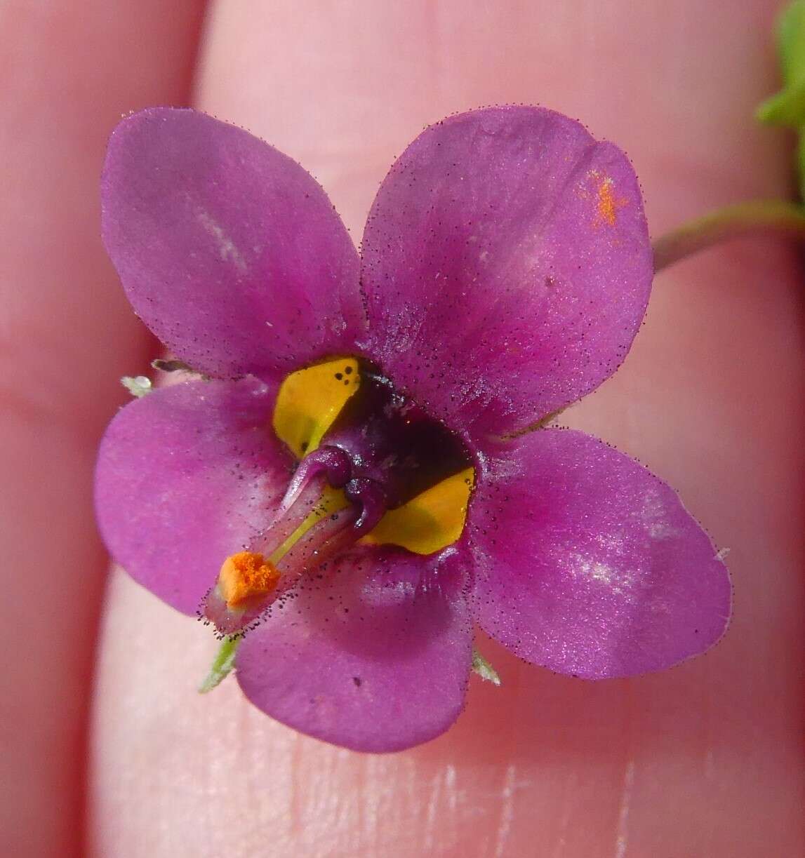 Imagem de Diascia capensis (L.) Britten